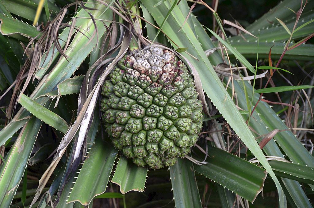Frucht Bako Nationalpark