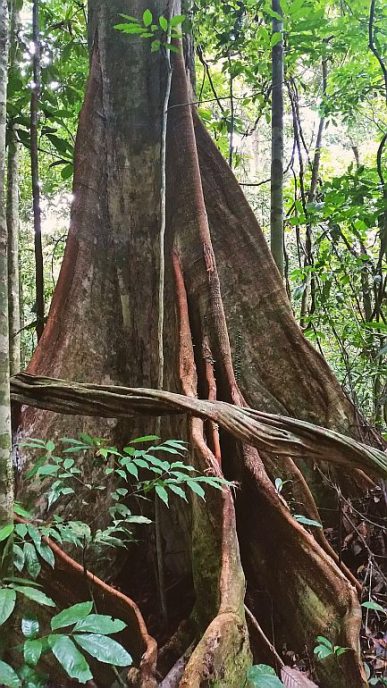 Riesenbaum Bako Nationalpark